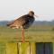 Foto: Duurzaam Tinyhouse aan het water in Friesland 34/41