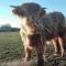 Ferme de Bellevue - Landes-le-Gaulois