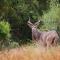 Mahikeng Lodge - Magaliesburgo