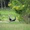 Mailagama Cinnamon Residence - Kataragama