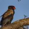 Inyati Game Lodge - Sabi Sand Game Reserve