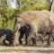 Inyati Game Lodge - Sabi Sand Game Reserve
