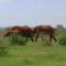 Fortamu Twiga-House - Watamu