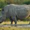 Bona Ngwenya Lodge & Safaris