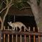 Bona Ngwenya Lodge & Safaris - Marloth Park