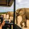 Addo Wildlife