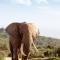 Addo Wildlife - Addo