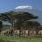 Ol Tukai Lodge Amboseli