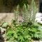 Les Acanthes
