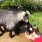 Polean Farm Cottages - With Free Animal Feeding and Pony Rides and Free Access to a Nearby Pool - Looe