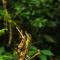 Wild Glamping Knuckles - Thema Collection