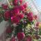Guesthouse Olei