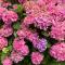 Villa Les Hortensias B&B