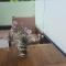 Guesthouse Laterna