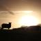 Willowherb Glamping Pod