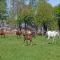 Les Manoirs de Tourgéville - Deauville