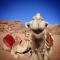 Jordan Tracks Bedouin Camp