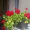 Apartman Solomonovic