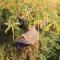 The Papalagi Resort