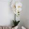 Orchidea Veszprém Apartman