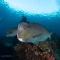 Bali Dive Resort Amed - 艾湄湾