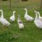 The Little Flock Farm