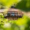 Gillham Vineyard Hotel