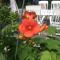 Aux Neuf Saules photo 8