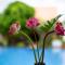 Angkor Privilege Resort & Spa - 暹粒