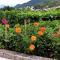 Petivat Gardens