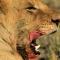 Nahubwe Safari Lodge