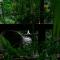 Songbirds Rainforest Retreat - Mount Tamborine