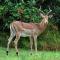 Kruger Park Lodge Unit No. 524