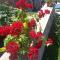 Apartman Solomonovic