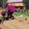 Ecolodge Beauregard