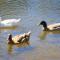 Sanctuary Lakes Fauna Retreat