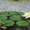 Le Ginestre