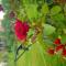 Rose Hotel B&B