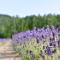 Highland Furano