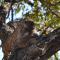 Mzsingitana Tented Camp - Hoedspruit