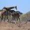 Mzsingitana Tented Camp - Hoedspruit