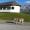 Berggasthaus Tannalp - Frutt