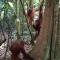 ETALAUSER Jungle Gate EcoResort Bukit Lawang - 武吉拉旺