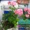Blue Sky Homestay