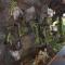 Radha Homestay