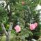 Les Roses de Rita