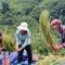 Joy House Sapa