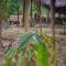 ETALAUSER Jungle Gate EcoResort Bukit Lawang - 武吉拉旺