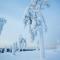 Arctic Giant