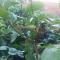 Apartman Nature
